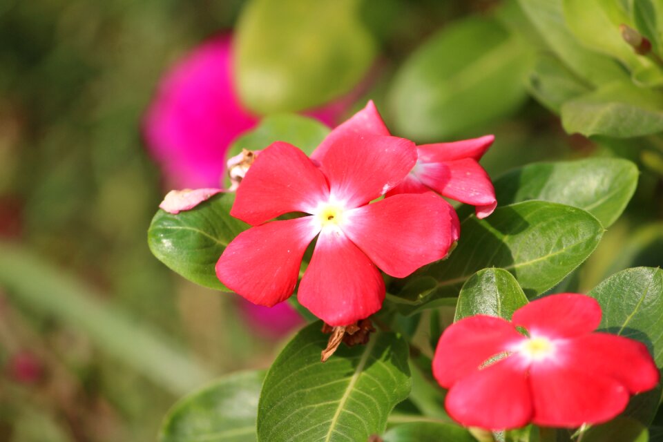 Plant nature floral