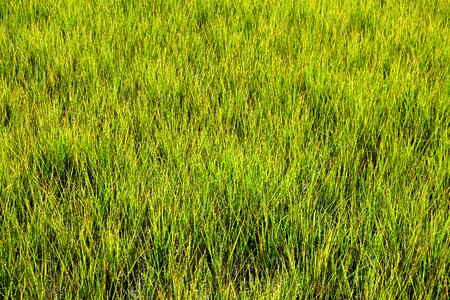 Green background backdrop