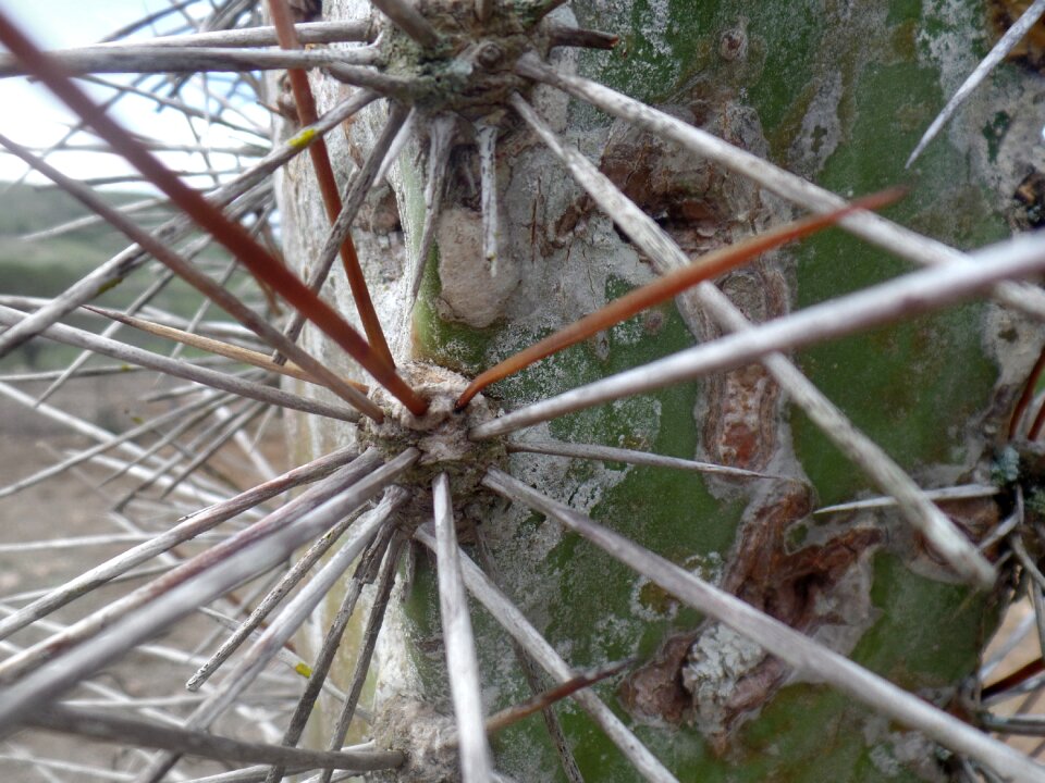 Northeast brazil caatinga thorn