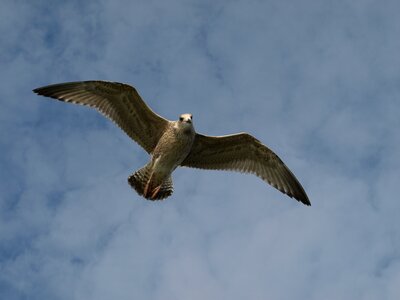 Flying gull animal