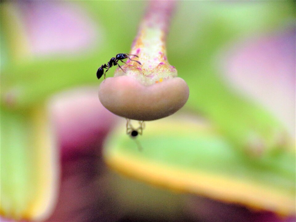 Flower garden wildlife