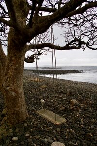 Swing nature winter