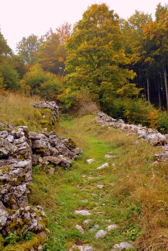 Sassi forest autumn