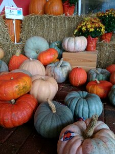 Orange pumpkin green pumpkin pink pumpkin photo