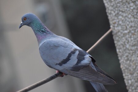 Bird columbidae