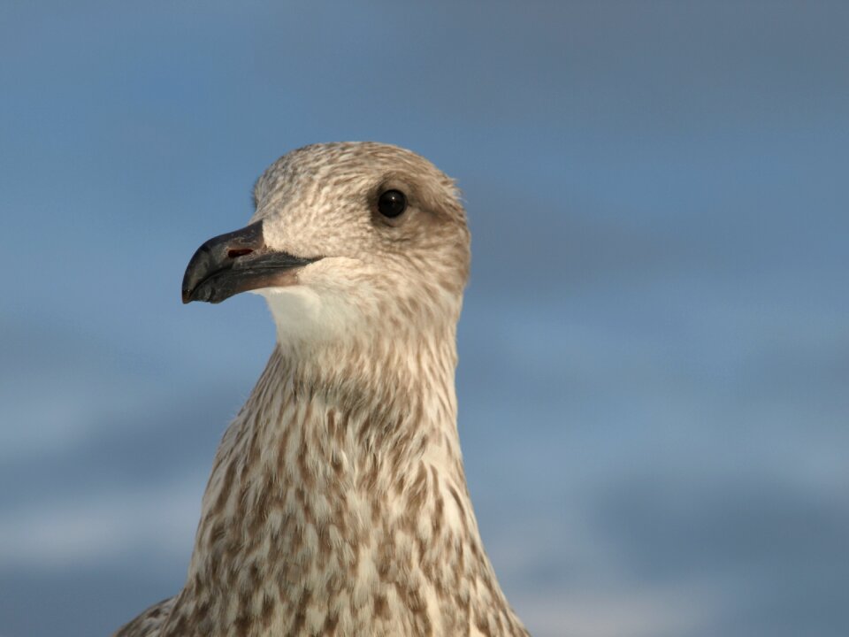 Flying gull animal