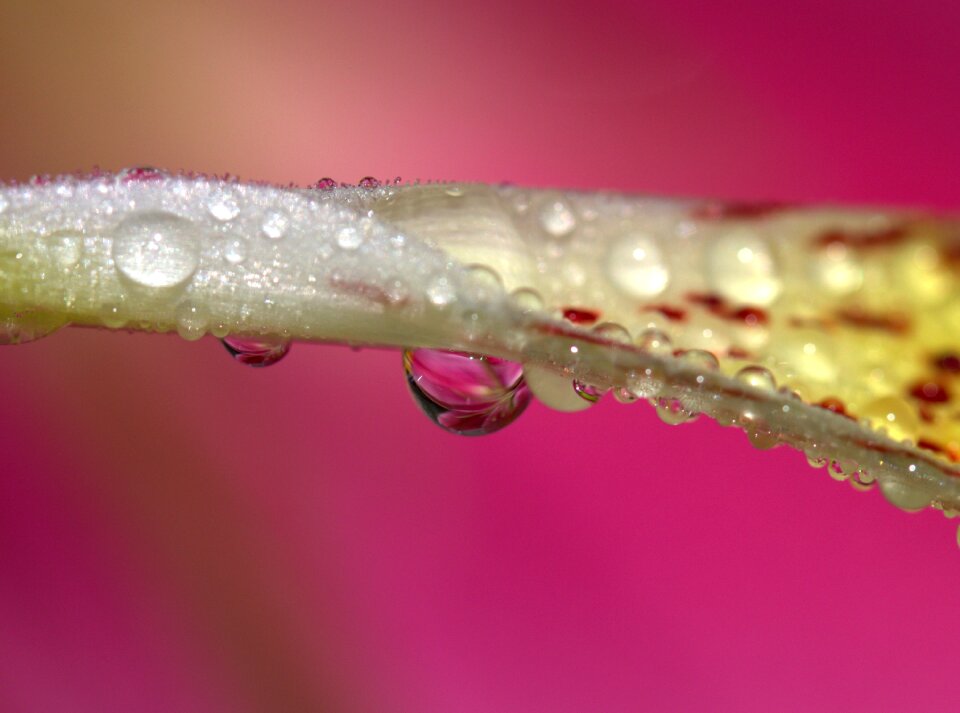 Yellow plant drops