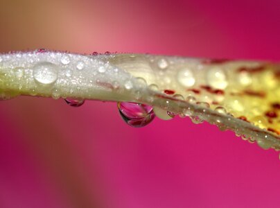 Yellow plant drops