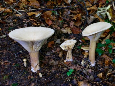 Mushroom autumn forest floor