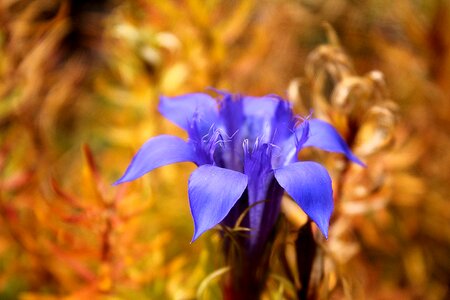 Gentian color flowers photo