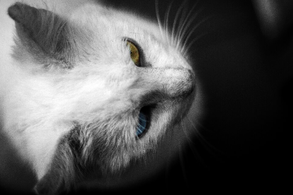 Domestic downy eye