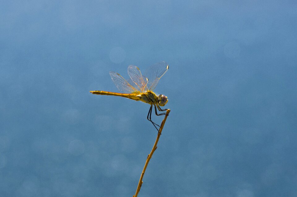 Cute insect close up photo