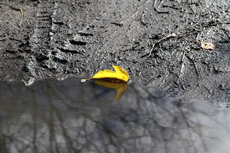 Autumn puddle leaves