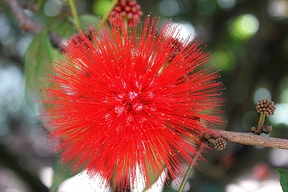 Close up nature tropical