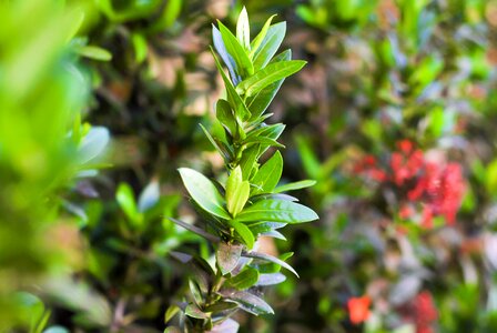 Nature mato brazilian plant