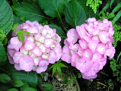 Summer shrub garden