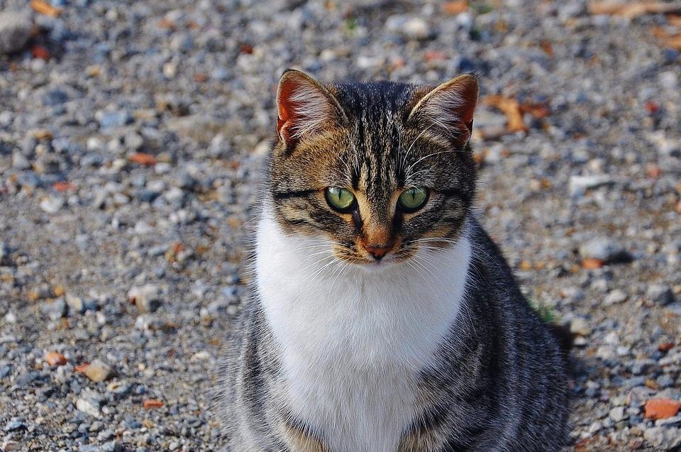 Cat's eyes animals cat nose