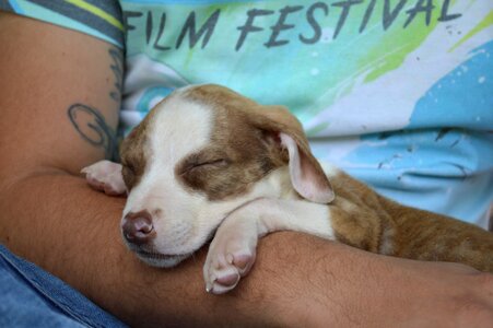 Animal breeding dog portrait