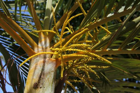 Small coconuts nature twigs