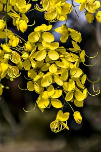 Blooming flexing plant