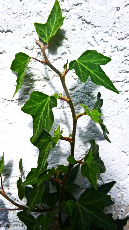 Climber plant facade building