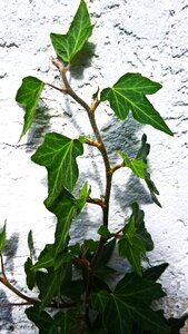Climber plant facade building