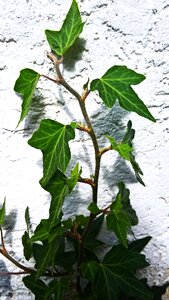 Climber plant facade building photo