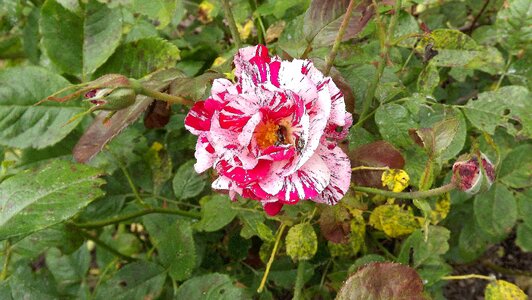 Two-color foliage garden