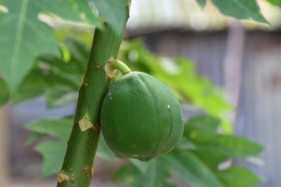 Fresh natural vegetable