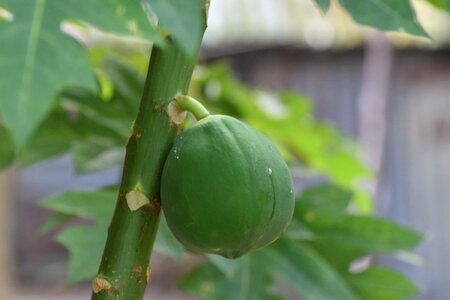 Fresh natural vegetable