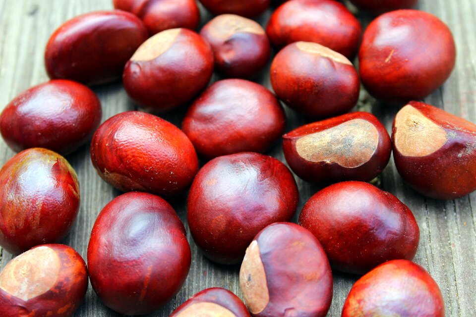 Horse chestnut the fruits of horse chestnut deciduous trees