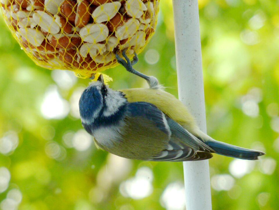 Blue tit garden animal