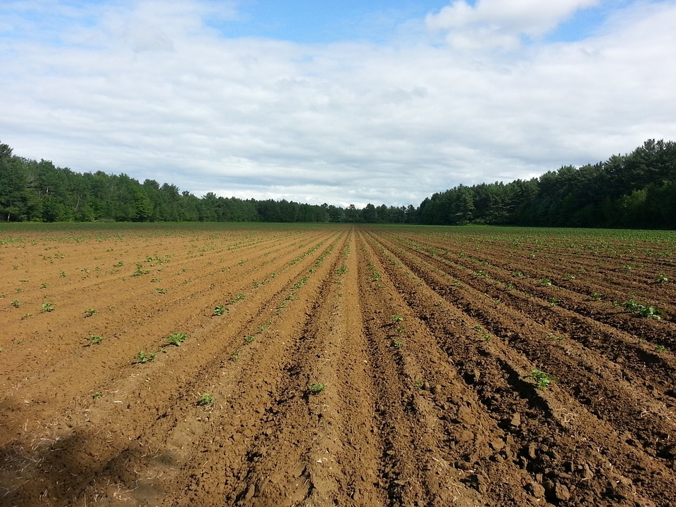 Farming seedlings sowing