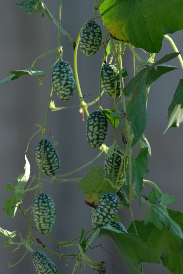 Mini watermelon vine fruit