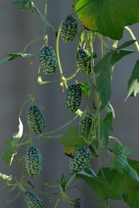 Mini watermelon vine fruit