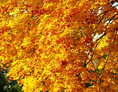 Fall foliage autumn farbenspiel photo