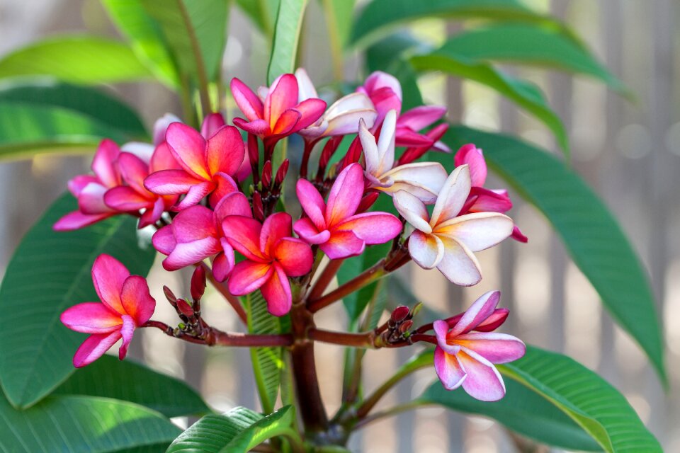 Queensland garden spring flowers