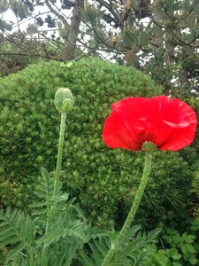 Green mahnknospe bud