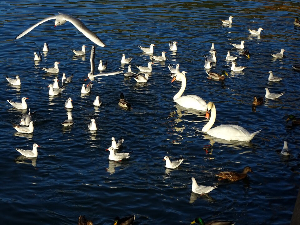 Water lake animals
