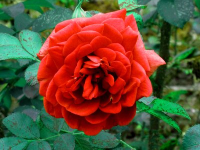 Red rose bloom hampton court