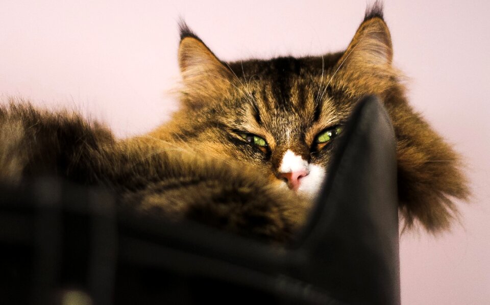 Fluffy cat pet animal