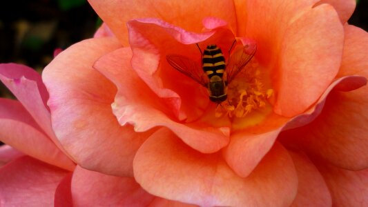 Bloom apricot-colored wasp