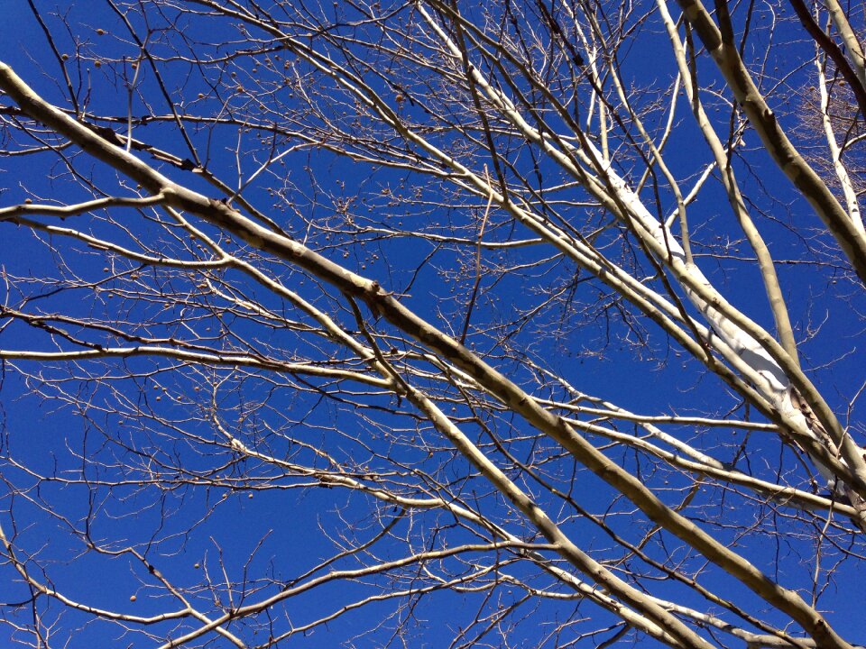 Autumn leaves tree foliage