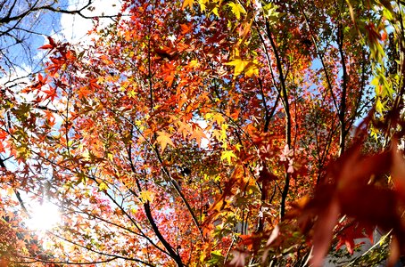 Autumnal leaves maple sun photo