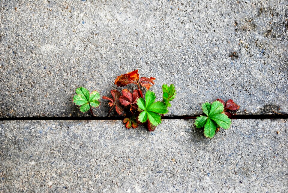 Wall simple nature photo