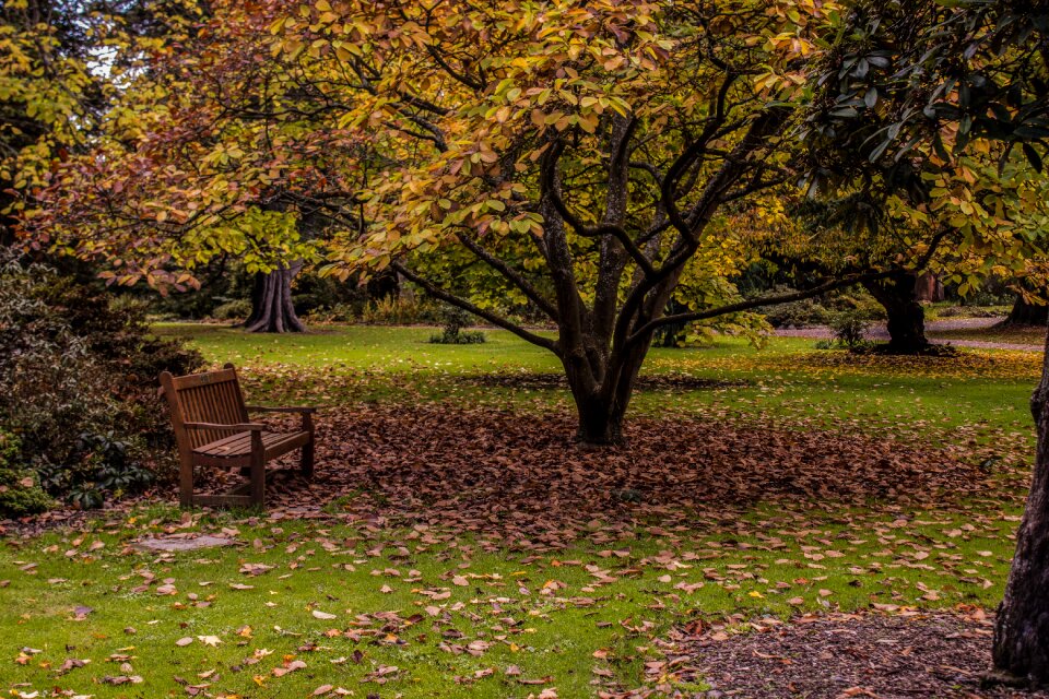 Foliage nature landscape
