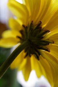 Seeking garden flower photo