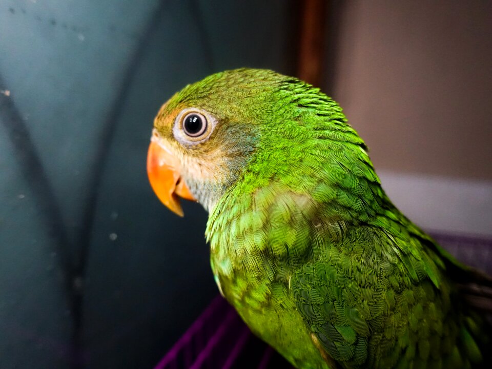 Animal cute