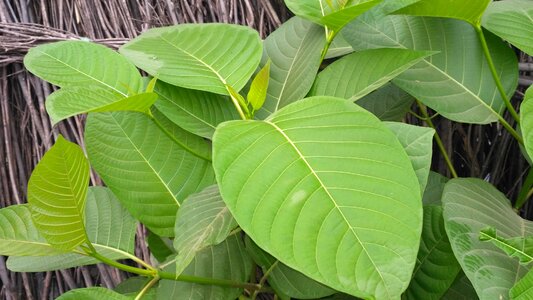 Green nature leaf