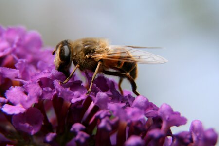 Macro lilac insect photo